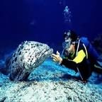 Diving.snorking